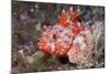 Lesser Red Scorpionfish (Scorpaena Notata), Tamariu, Costa Brava, Mediterranean Sea, Spain-Reinhard Dirscherl-Mounted Photographic Print