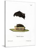 Lesser Sac-Winged Bat-null-Stretched Canvas