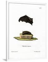 Lesser Sac-Winged Bat-null-Framed Giclee Print
