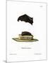 Lesser Sac-Winged Bat-null-Mounted Giclee Print