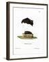 Lesser Sac-Winged Bat-null-Framed Giclee Print