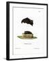 Lesser Sac-Winged Bat-null-Framed Giclee Print