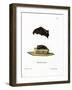 Lesser Sac-Winged Bat-null-Framed Giclee Print