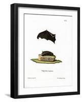 Lesser Sac-Winged Bat-null-Framed Giclee Print