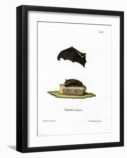 Lesser Sac-Winged Bat-null-Framed Giclee Print