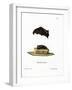 Lesser Sac-Winged Bat-null-Framed Giclee Print