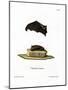 Lesser Sac-Winged Bat-null-Mounted Giclee Print