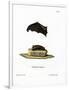 Lesser Sac-Winged Bat-null-Framed Premium Giclee Print