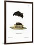 Lesser Sac-Winged Bat-null-Framed Premium Giclee Print