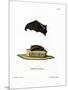 Lesser Sac-Winged Bat-null-Mounted Premium Giclee Print