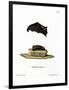 Lesser Sac-Winged Bat-null-Framed Premium Giclee Print