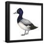 Lesser Scaup (Aythya Affinis), Duck, Birds-Encyclopaedia Britannica-Framed Poster