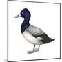 Lesser Scaup (Aythya Affinis), Duck, Birds-Encyclopaedia Britannica-Mounted Poster