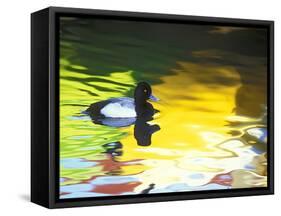 Lesser Scaup Drake, Coronado, California, USA-Arthur Morris.-Framed Stretched Canvas