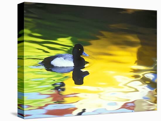 Lesser Scaup Drake, Coronado, California, USA-Arthur Morris.-Stretched Canvas