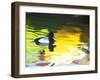 Lesser Scaup Drake, Coronado, California, USA-Arthur Morris.-Framed Photographic Print