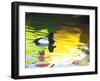 Lesser Scaup Drake, Coronado, California, USA-Arthur Morris.-Framed Photographic Print