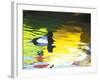 Lesser Scaup Drake, Coronado, California, USA-Arthur Morris.-Framed Photographic Print