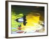 Lesser Scaup Drake, Coronado, California, USA-Arthur Morris.-Framed Photographic Print