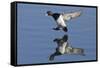 Lesser Scaup Drakes Landing-Hal Beral-Framed Stretched Canvas