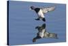 Lesser Scaup Drakes Landing-Hal Beral-Stretched Canvas