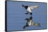 Lesser Scaup Drakes Landing-Hal Beral-Framed Stretched Canvas