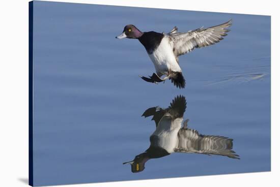 Lesser Scaup Drakes Landing-Hal Beral-Stretched Canvas