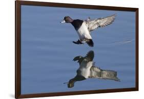 Lesser Scaup Drakes Landing-Hal Beral-Framed Photographic Print