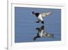 Lesser Scaup Drakes Landing-Hal Beral-Framed Photographic Print