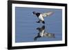 Lesser Scaup Drakes Landing-Hal Beral-Framed Photographic Print