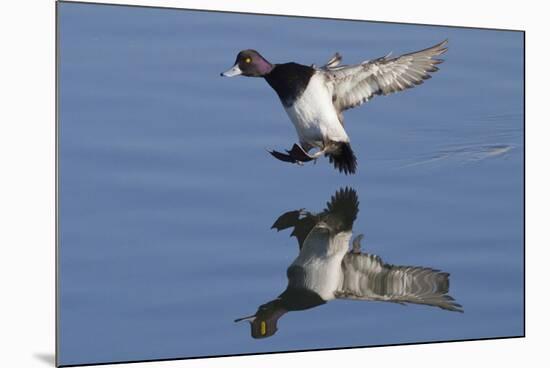 Lesser Scaup Drakes Landing-Hal Beral-Mounted Photographic Print