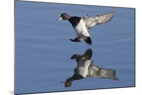 Lesser Scaup Drakes Landing-Hal Beral-Mounted Photographic Print