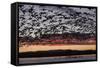 Lesser Snow Geese (Chen Caerulescens Caerulescens) in Flight at Sunrise-Richard Maschmeyer-Framed Stretched Canvas