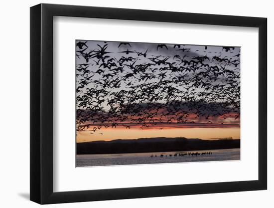 Lesser Snow Geese (Chen Caerulescens Caerulescens) in Flight at Sunrise-Richard Maschmeyer-Framed Photographic Print