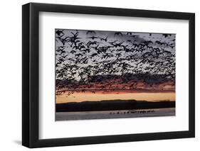 Lesser Snow Geese (Chen Caerulescens Caerulescens) in Flight at Sunrise-Richard Maschmeyer-Framed Photographic Print