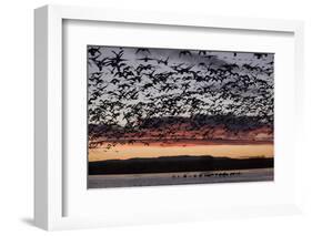 Lesser Snow Geese (Chen Caerulescens Caerulescens) in Flight at Sunrise-Richard Maschmeyer-Framed Photographic Print