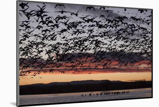 Lesser Snow Geese (Chen Caerulescens Caerulescens) in Flight at Sunrise-Richard Maschmeyer-Mounted Photographic Print