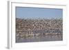 Lesser Snow Geese (Chen Caerulescens Caerulescens) in Flight-Richard Maschmeyer-Framed Photographic Print