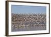 Lesser Snow Geese (Chen Caerulescens Caerulescens) in Flight-Richard Maschmeyer-Framed Photographic Print