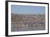 Lesser Snow Geese (Chen Caerulescens Caerulescens) in Flight-Richard Maschmeyer-Framed Photographic Print