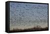 Lesser Snow Geese (Chen Caerulescens Caerulescens)-Richard Maschmeyer-Framed Stretched Canvas
