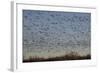 Lesser Snow Geese (Chen Caerulescens Caerulescens)-Richard Maschmeyer-Framed Photographic Print