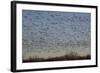 Lesser Snow Geese (Chen Caerulescens Caerulescens)-Richard Maschmeyer-Framed Photographic Print