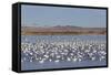 Lesser Snow Geese (Chen Caerulescens Caerulescens)-Richard Maschmeyer-Framed Stretched Canvas