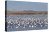 Lesser Snow Geese (Chen Caerulescens Caerulescens)-Richard Maschmeyer-Stretched Canvas