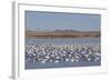 Lesser Snow Geese (Chen Caerulescens Caerulescens)-Richard Maschmeyer-Framed Photographic Print