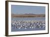 Lesser Snow Geese (Chen Caerulescens Caerulescens)-Richard Maschmeyer-Framed Photographic Print