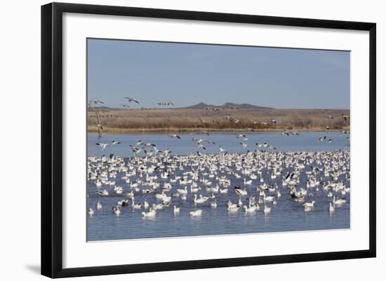 Lesser Snow Geese (Chen Caerulescens Caerulescens)-Richard Maschmeyer-Framed Photographic Print