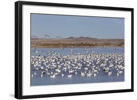 Lesser Snow Geese (Chen Caerulescens Caerulescens)-Richard Maschmeyer-Framed Photographic Print