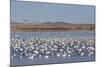 Lesser Snow Geese (Chen Caerulescens Caerulescens)-Richard Maschmeyer-Mounted Photographic Print